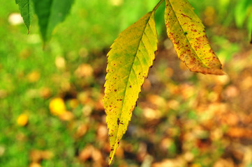 autumn leaves on tree.background yellow leave.