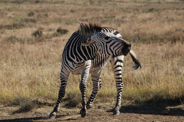 Lustiges Hartmanns Bergzebra 9358