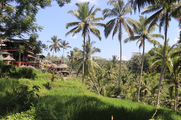 A beautiful view of Tegalalang Rice Terrace in Ubud area, Bali, Indonesia.