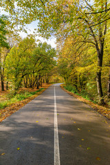 Autumn Road Flanked by Brilliant Foliage in Fruska Gora, Serbia 