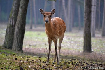 Biche