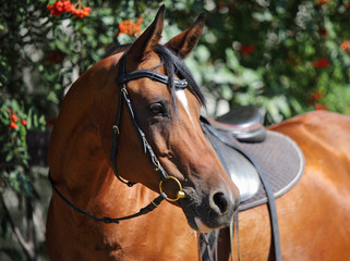 Bay arabian racehorse portrait in nature green bushes background