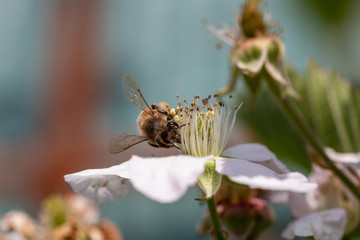 abeille butinant une fleur blanche au soleil
