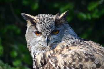 Hibou