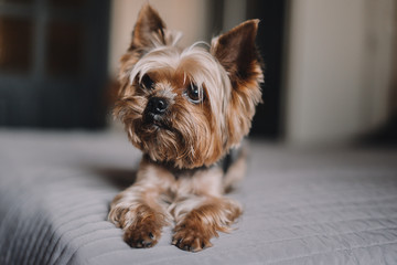 Yorkshire Terrier dog on the bed