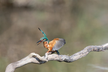 Eisvogel