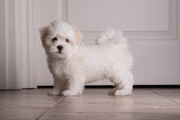 Adorable two months white Shih tzu puppy