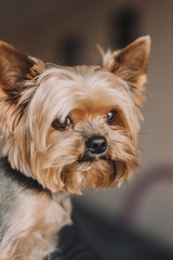 Dog yorkshire terrier portrait photo