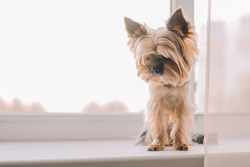 Yorkshire terrier dog on the window