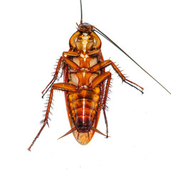 cockroach isolated on white