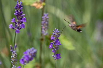 papillon type colibri butinant une fleure de lavande au soleil