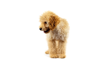 Beige poodle dog on a white background