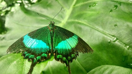 Beautiful green butterfly sitting on a tropical plant