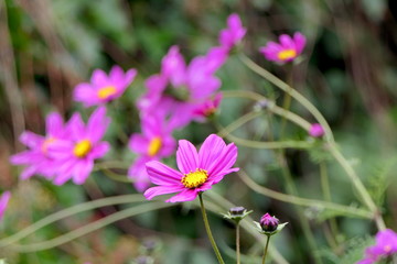 Cosmea Schmuckkästchen Blume