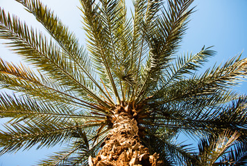 Fototapeta na wymiar palm trees against a beautiful blue sky, retro tone View of palm tree, stem and branches/leaves from a low angl
