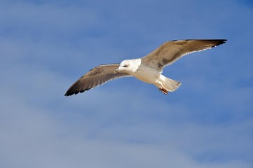 Möwen am Strand von Monte Gordo