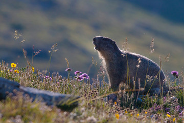 marmotte et fleurs de montagne