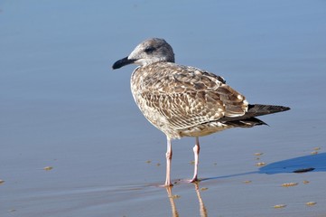 Möwen am Strand von Monte Gordo