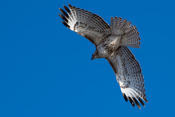 Red tailed hawk in flight.