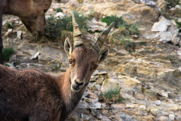tête de bouquetin en gros plan sur une paroi rocheuse de montagne