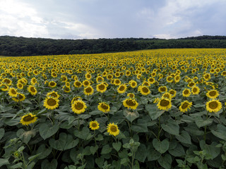 Yellow sunflowers. Wonderful rural landscape of sunflower field in sunny day. Drone aerial view