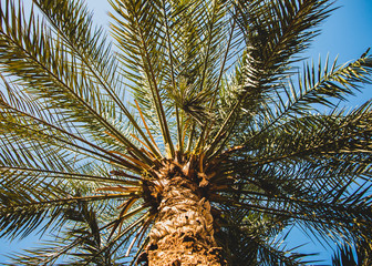 palm trees against a beautiful blue sky, retro tone  View of palm tree, stem and branches/leaves...