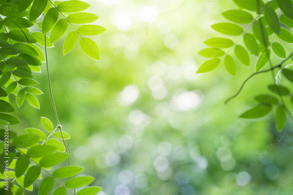 Wall mural green leaf for nature on blurred background with beautiful bokeh and copy space for text.