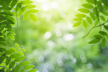 Green leaf for nature on blurred background with beautiful bokeh and copy space for text. - obrazy, fototapety, plakaty
