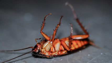 cockroach isolated on white