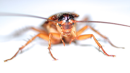 cockroach isolated on white