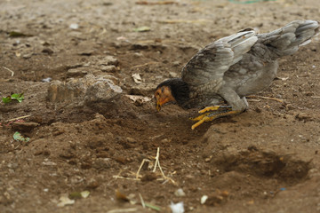 Fototapeta premium Gray fighting cock eat food in farm at thailand