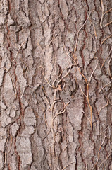 Tree bark textures with climbing plant attached