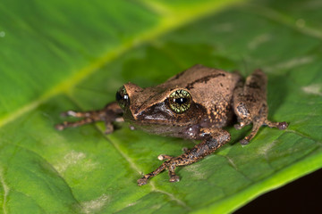 Raorchestes chlorosomma or Green eyed Bush frog on the leaf  seen at Munnar,Kerala,India