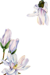 magnolia spring flowers on an isolated white background, watercolor illustration, greeting card with space for text, bouquet of flowers