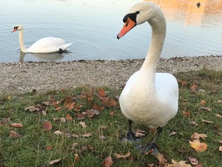 swan on lake