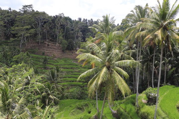Fototapeta na wymiar A beautiful view of Tegalalang Rice Terrace in Bali, Indonesia.