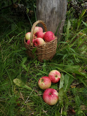 Wicker basket full of ripe red apples and three apples around on the green grass of the summer orchard. Malus domestica, vertical image