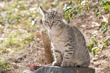 Beautiful male striped domestic cat   sitting in the garden.