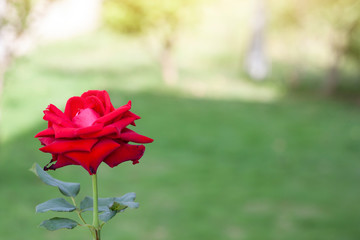 Red rose flower with sunlight in the garden on nature background.