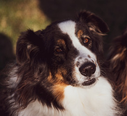 Beautiful Pup in Oriental NC