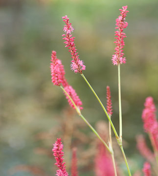 red bistort, Bistorta amplexicaulis