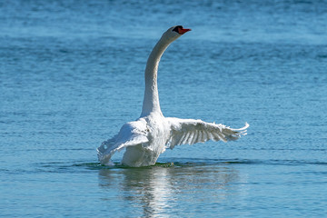 Schwan