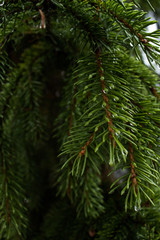 green needles Christmas tree closeup background