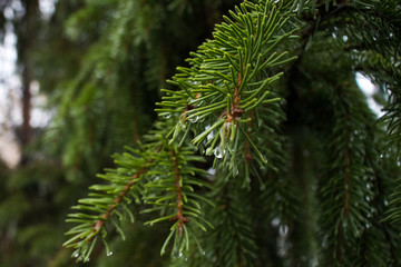 green needles Christmas tree closeup background