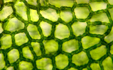 Microscopic preparation, tissue plant, stomata