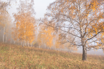 Obraz na płótnie Canvas Autumn forest