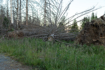 Totholz bedeutet Leben