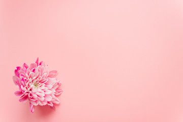 Pink chrysanthemum flower on pink pastel background. Template for bloggers and designers on the holiday of mother's day, March 8 and birthday. Flatlay, copyspace