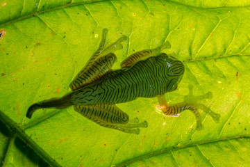 Rhacophorus pseudomalabaricus or Gliding frog Tadpole seen at Munnar,Kerala,India