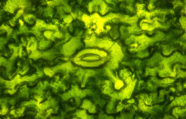 Microscopic preparation, tissue plant, stomata